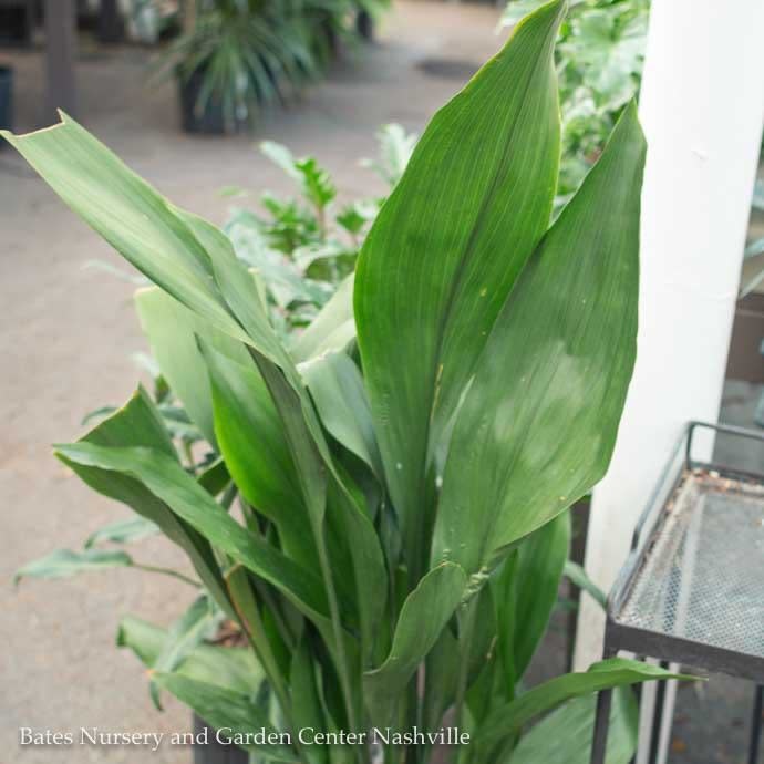 #1 Aspidistra elatior/ Cast Iron Plant