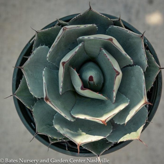 #2 Agave parryi var. truncata/ Hardy Artichoke