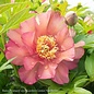 #5 Paeonia Julia Rose/ Semi-Dbl Apricot Itoh Peony