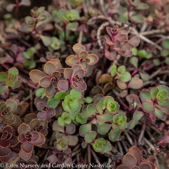 #1 Sedum spurium Bronze Carpet/ Stonecrop