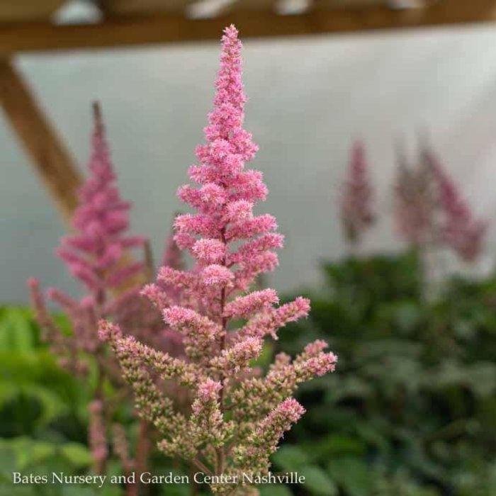 #1 Astilbe chinensis Visions In Pink