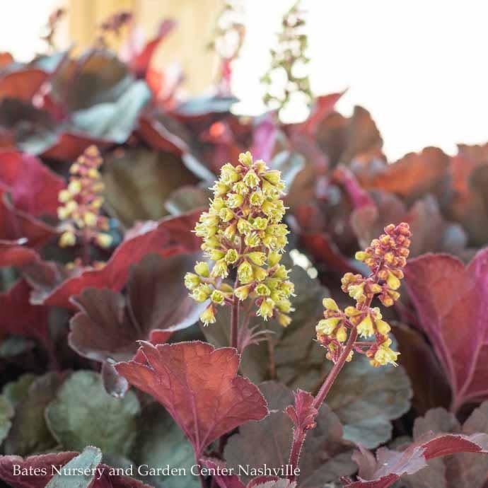 #1 Heuchera x Little Cutie 'Blondie'/ Coral Bells