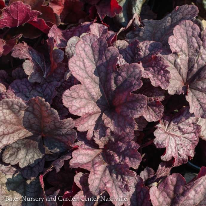 #1 Heuchera x Berry Smoothie/ Coral Bells