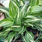 #1 Hosta Striptease/ Variegated