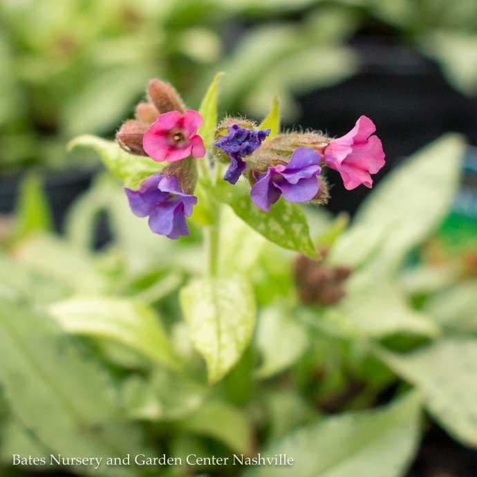 #1 Pulmonaria Diane Clare/ Lungwort