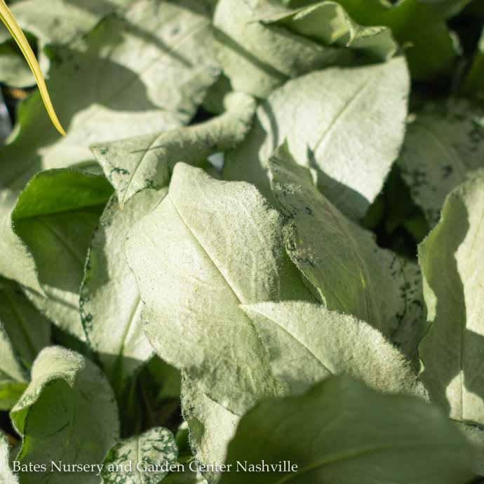 #1 Pulmonaria Diane Clare/ Lungwort