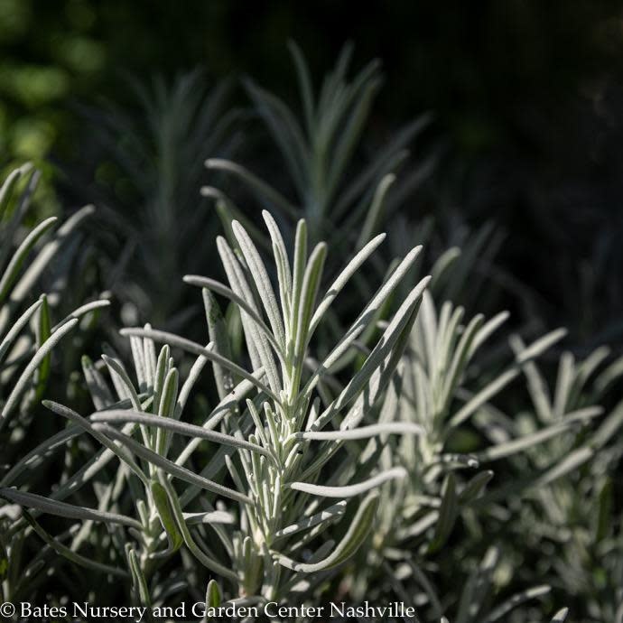 QP Lavandula x int Grosso/ French Lavender - No Warranty