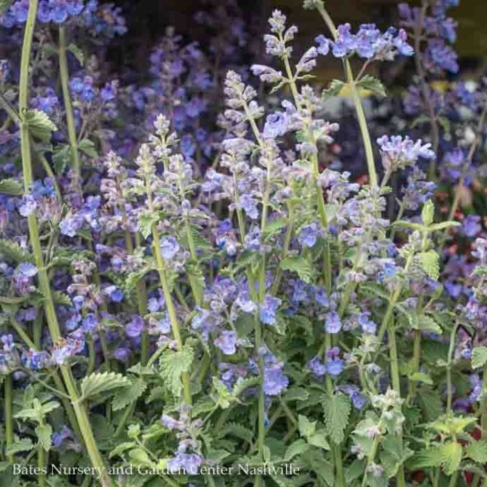 QP Nepeta x Walker's LOW/ Compact Catmint