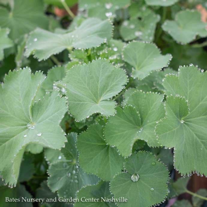 QP Alchemilla mollis Thriller/ Lady's Mantle