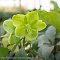 #1 Helleborus Honeyhill Joy/ White, Green Lenten Rose