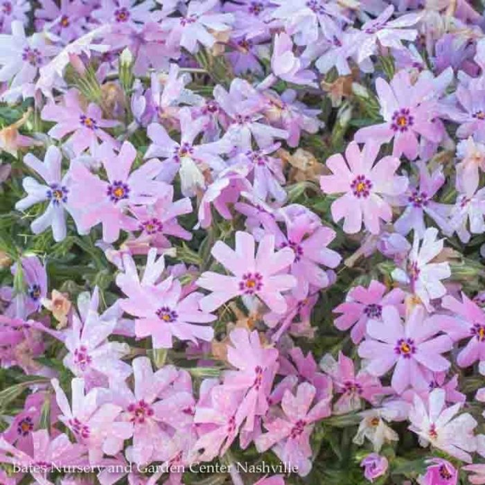 QP Phlox sub Fort Hill/ Rose-pink Creeping Native (TN)