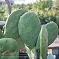 #3 Opuntia/ Thornless Prickly Pear - No Warranty