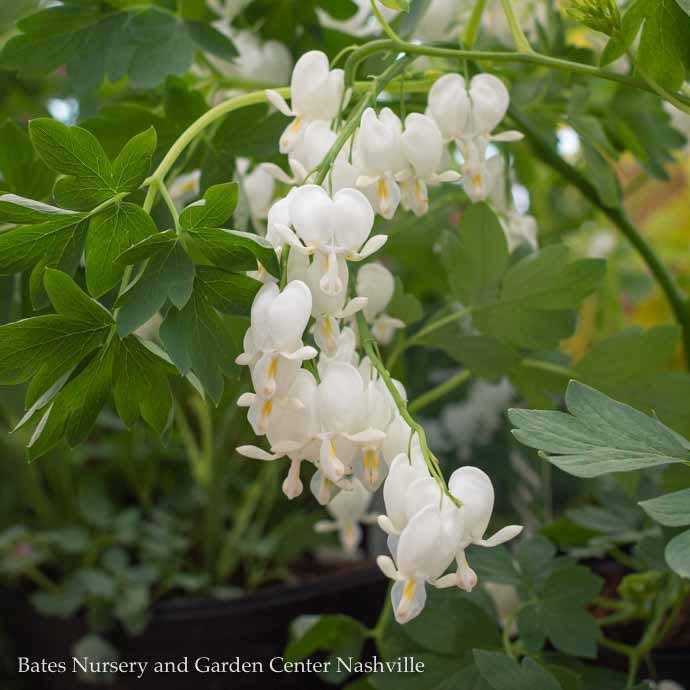 #1 Dicentra spect Alba/ White Bleeding Heart