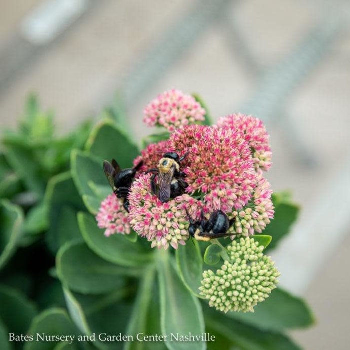 #1 Sedum spectabile Autumn Fire/ Pink Stonecrop