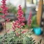 #1 Astilbe x arendsii Fanal/red