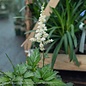 #1 Astilbe chin Visions In White
