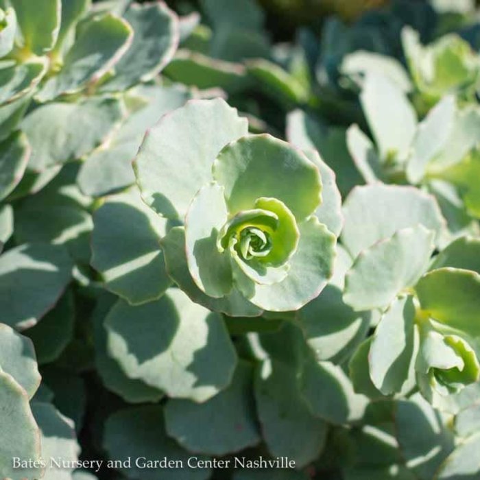 #1 Sedum sieboldii/ October Daphne Stonecrop