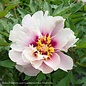 #5 Paeonia Cora Louise/ Semi-Dbl White w/ Drk Lavender Cntr Itoh Peony