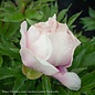 #5 Paeonia Cora Louise/ Semi-Dbl White w/ Drk Lavender Cntr Itoh Peony