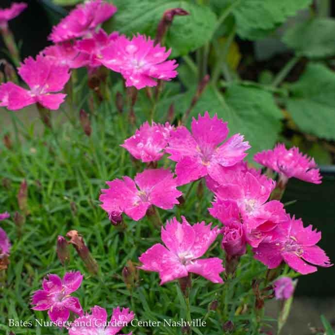 #1 Dianthus Kahori/Pink