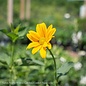 #1 Heliopsis helianthoides/ False Sunflower Native (TN)