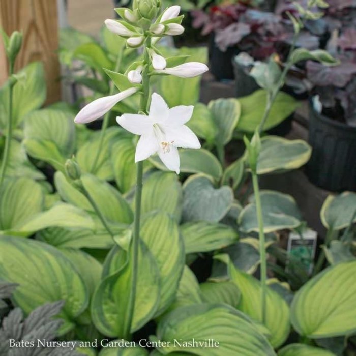 #1 Hosta Guacamole/ Green and Chartreuse