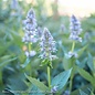 #1 Agastache x Blue Fortune/ Giant Anise Hyssop