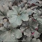 #1 Heuchera x PW Primo 'Black Pearl'/ Coral Bells