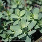 QP Euphorbia Myrsinites/Myrtle Spurge