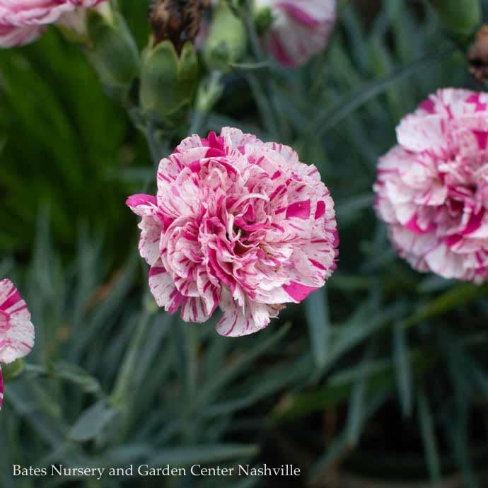 devon cottage pinball wizard dianthus