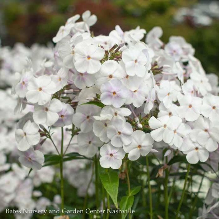 #1 Phlox pan Fashionably Early Crystal/ White Upright Garden Native (TN)