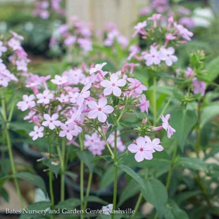 #1 Phlox pan Jeana/ Lavender-pink Upright Garden Native (TN)