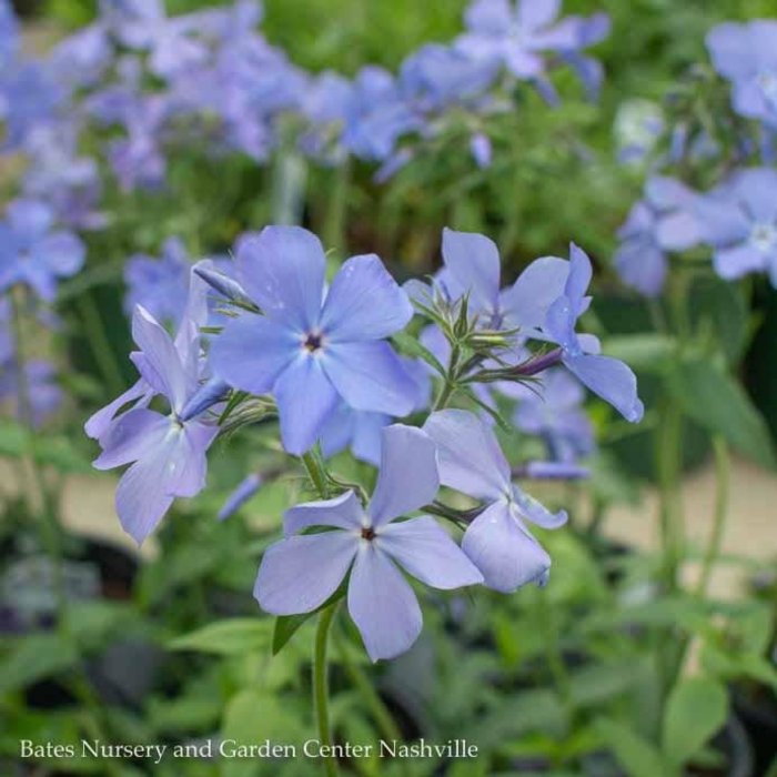 #1 Phlox divaricata Blue Moon/ Woodland Native (TN)