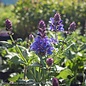 #1 Salvia nemorosa Blue Marvel/Sage