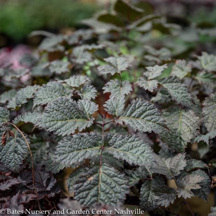 #1 Astilbe thun Chocolate Shogun