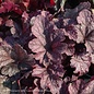 #1 Heuchera x Berry Smoothie/ Coral Bells