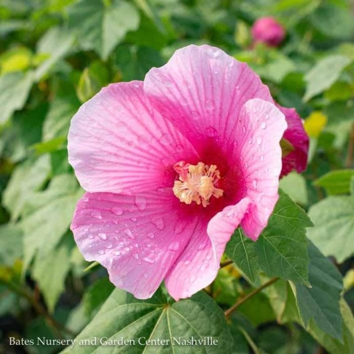 #3 Hibiscus x Big Hit 'Triple'/ Red, Pink, & White Hardy
