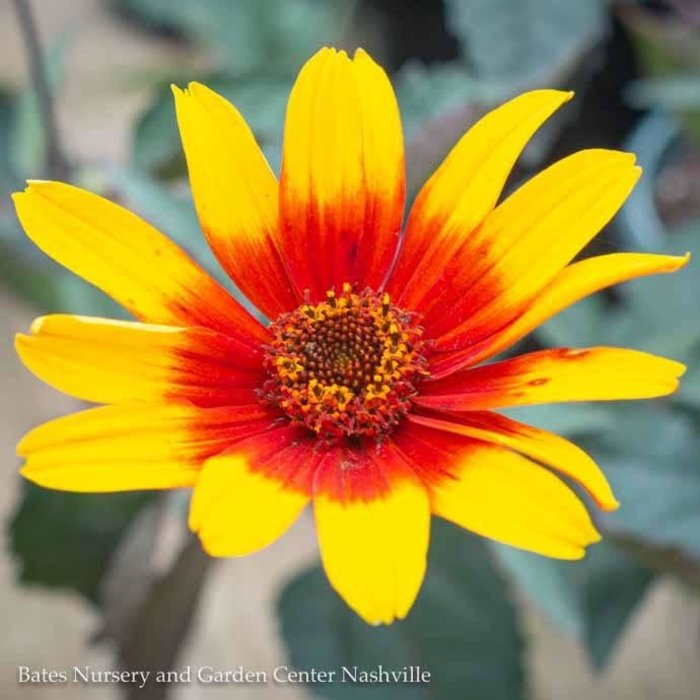 #1 Heliopsis heli var scrabra Burning Hearts/ False Sunflower Native (R)