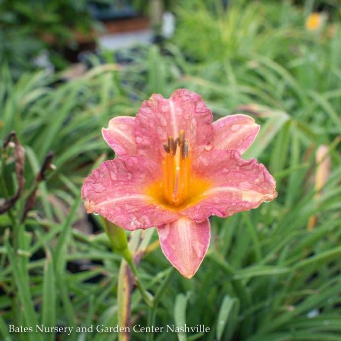 #1 Hemerocallis Endlesslily 'Coral'/ Daylily