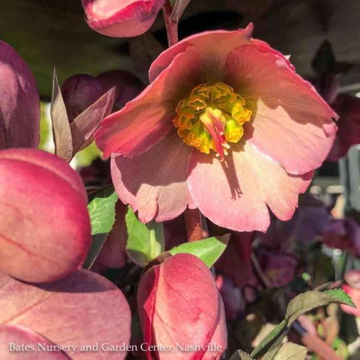 #1 Helleborus Penny's Pink/Lenten Rose