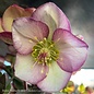 #1 Helleborus Frostkiss Glenda's Gloss/Lenten Rose