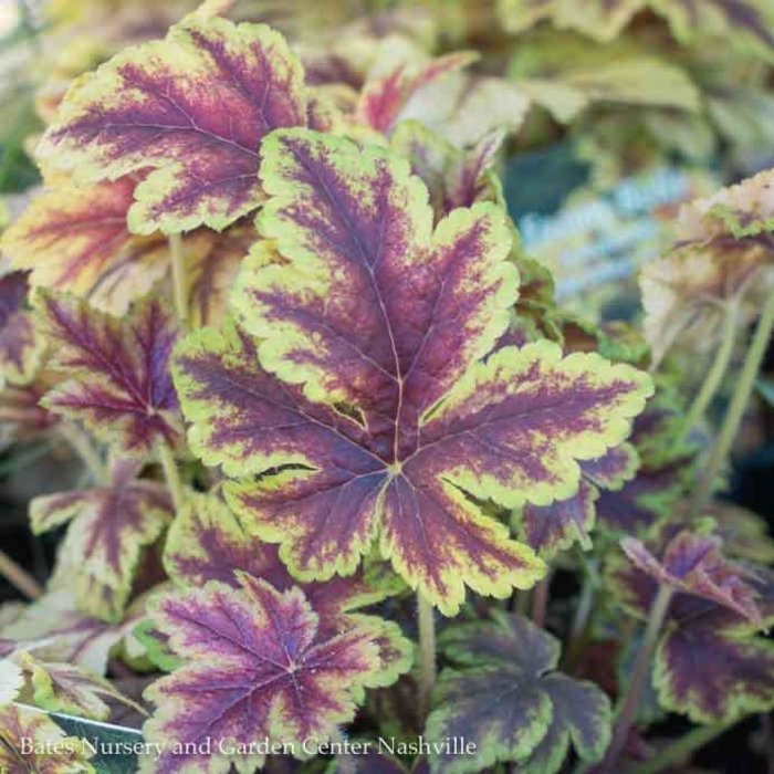 #1 Heucherella Gold Zebra/Foamy Bells