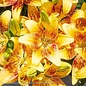 #1 Lilium asiatic Tiny Nugget/ Yellow/ Red