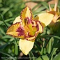 #1 Hemerocallis Blazing Skye/ Daylily