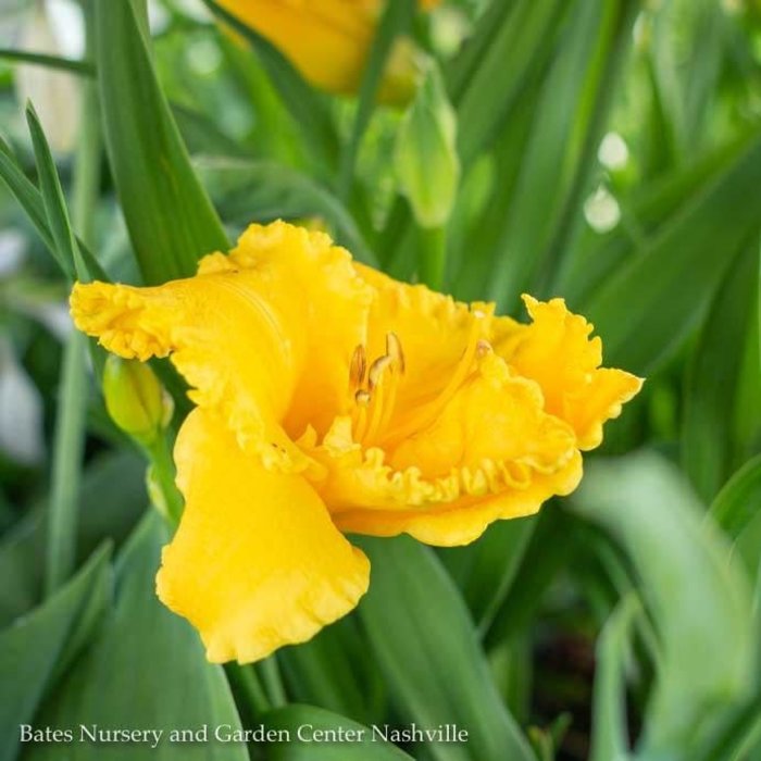 #1 Hemerocallis Saffron Skye/Daylily
