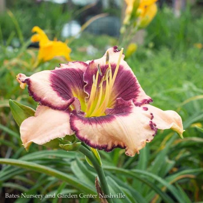 #1 Hemerocallis Stormy Skye/ Daylily