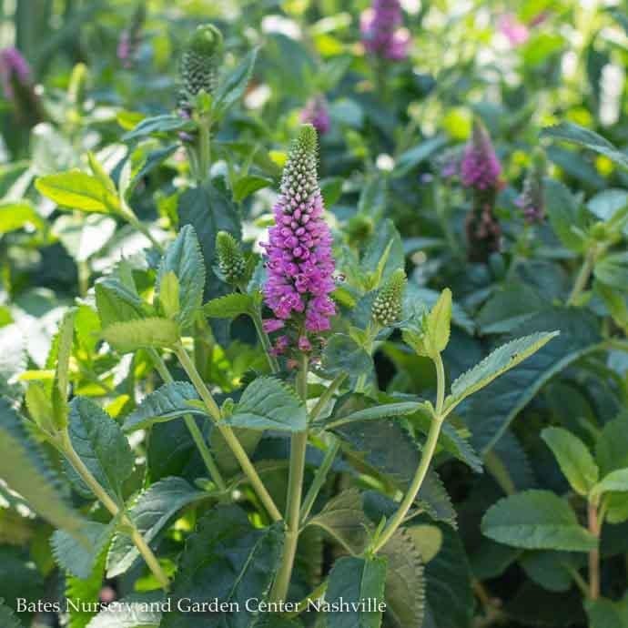 #1 Veronica Ronica Fuchsia/ Speedwell