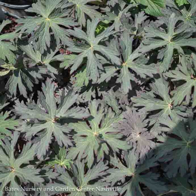 #1 Geranium pratense PW Boom Chocolatta/Cranesbill Dark Leaf