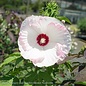 #3 Hibiscus Ballet Slippers/Hardy White with Pink