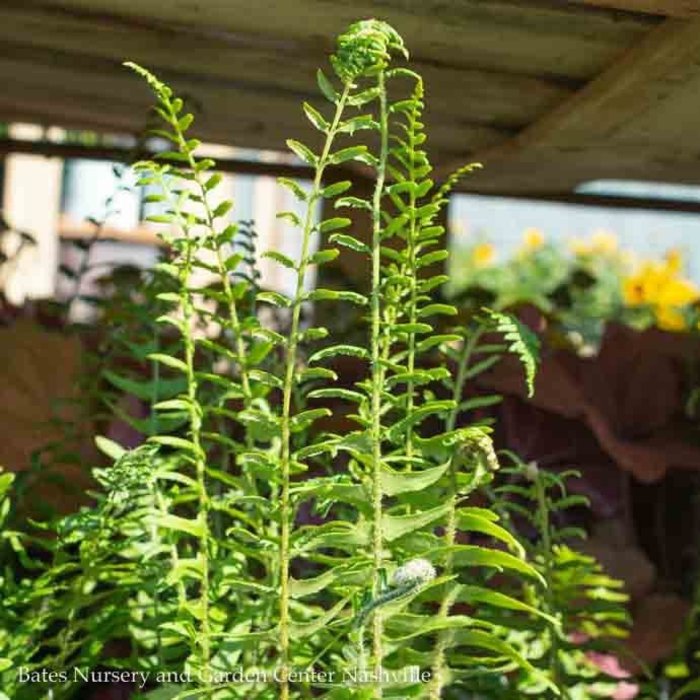 QP Polystichum acrostichoides/ Christmas Fern Native (TN)